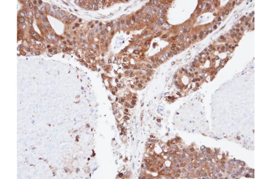 Immunohistochemistry - SPFH2 antibody from Signalway Antibody (22588) - Antibodies.com