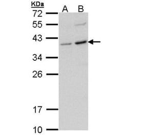 CD272 antibody from Signalway Antibody (22636) - Antibodies.com