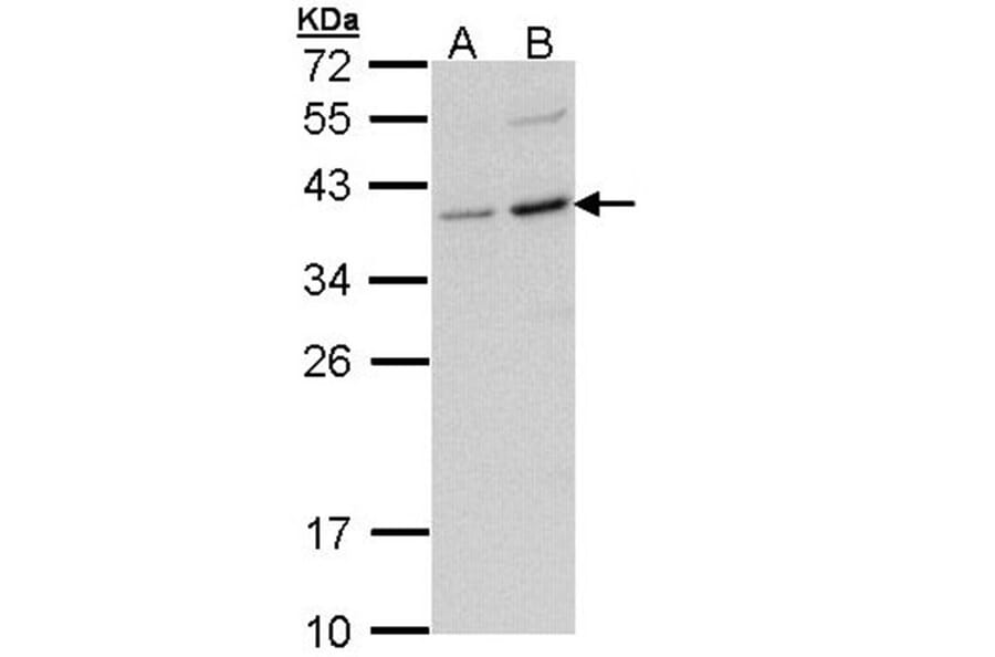 CD272 antibody from Signalway Antibody (22636) - Antibodies.com