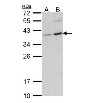 CD272 antibody from Signalway Antibody (22636) - Antibodies.com