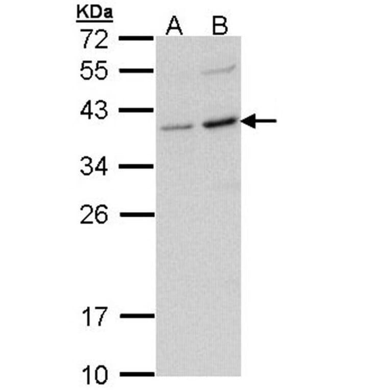 CD272 antibody from Signalway Antibody (22636) - Antibodies.com