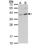 CD272 antibody from Signalway Antibody (22636) - Antibodies.com