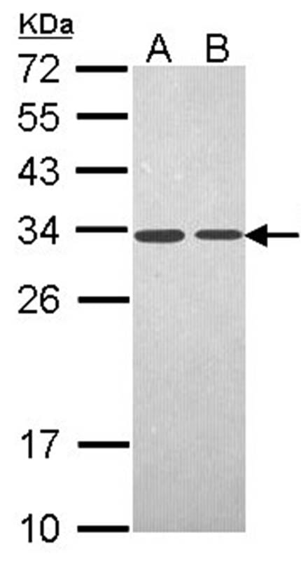 样本(30微g全细胞解析)A431B:H129912%SDSPAGE初级抗体稀释