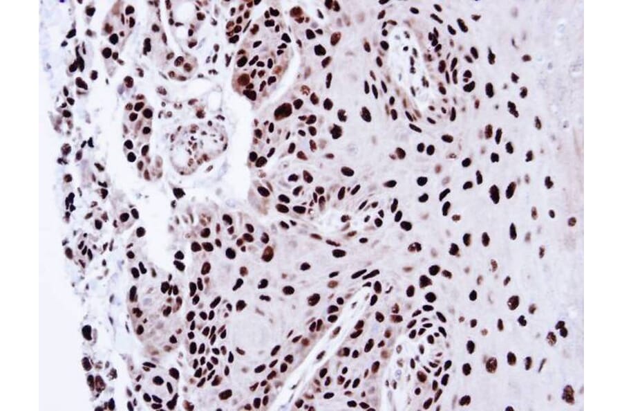 Immunohistochemistry - PSME3 antibody from Signalway Antibody (22679) - Antibodies.com