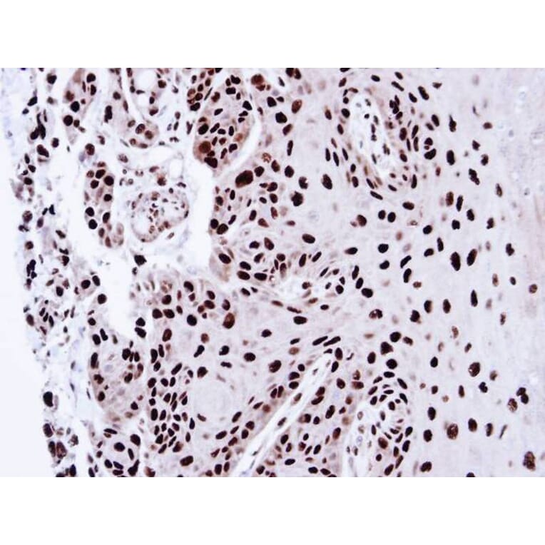 Immunohistochemistry - PSME3 antibody from Signalway Antibody (22679) - Antibodies.com