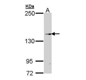 TRPM2 antibody from Signalway Antibody (22689) - Antibodies.com