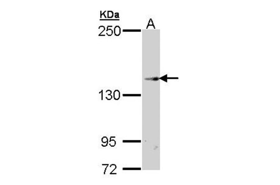 TRPM2 antibody from Signalway Antibody (22689) - Antibodies.com