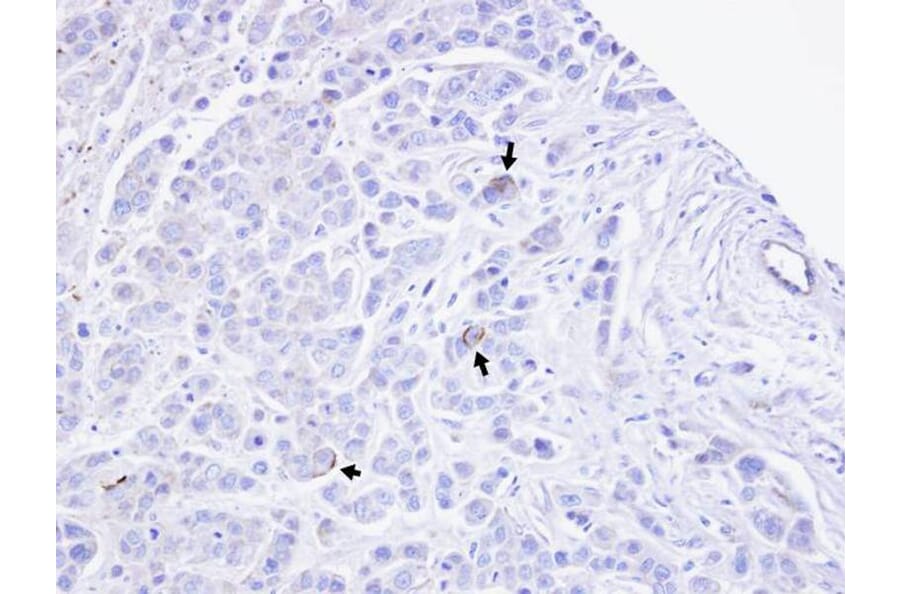Immunohistochemistry - TRPM2 antibody from Signalway Antibody (22689) - Antibodies.com