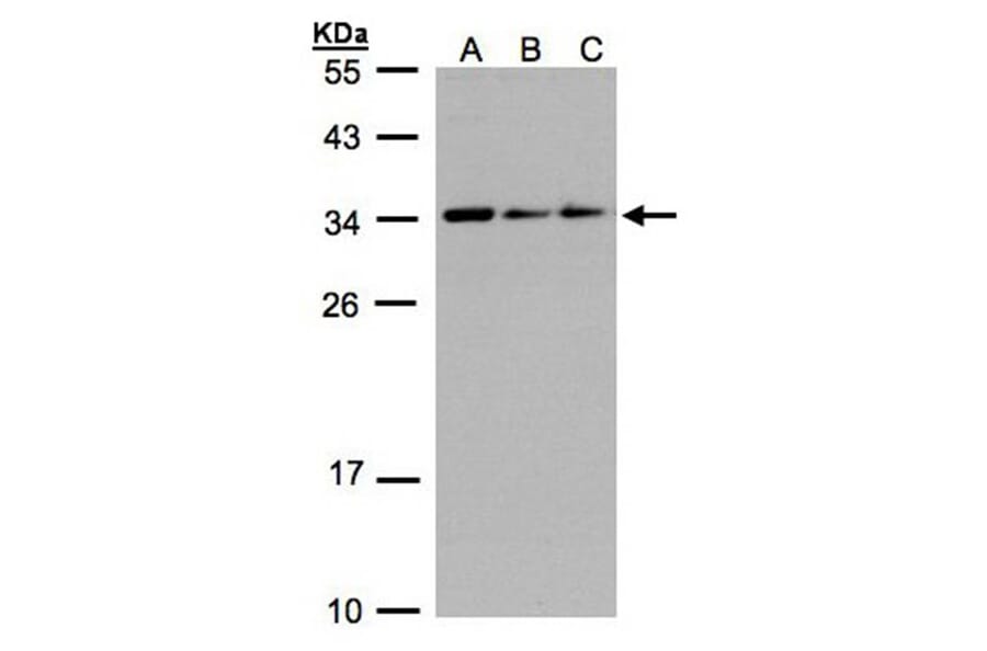CIP29 antibody from Signalway Antibody (22699) - Antibodies.com