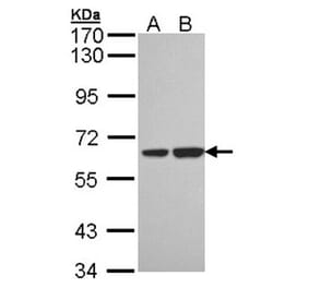 SNX18 antibody from Signalway Antibody (22720) - Antibodies.com