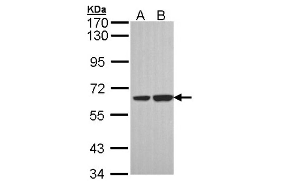 SNX18 antibody from Signalway Antibody (22720) - Antibodies.com