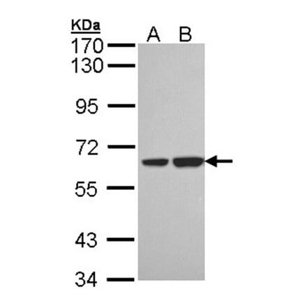 SNX18 antibody from Signalway Antibody (22720) - Antibodies.com