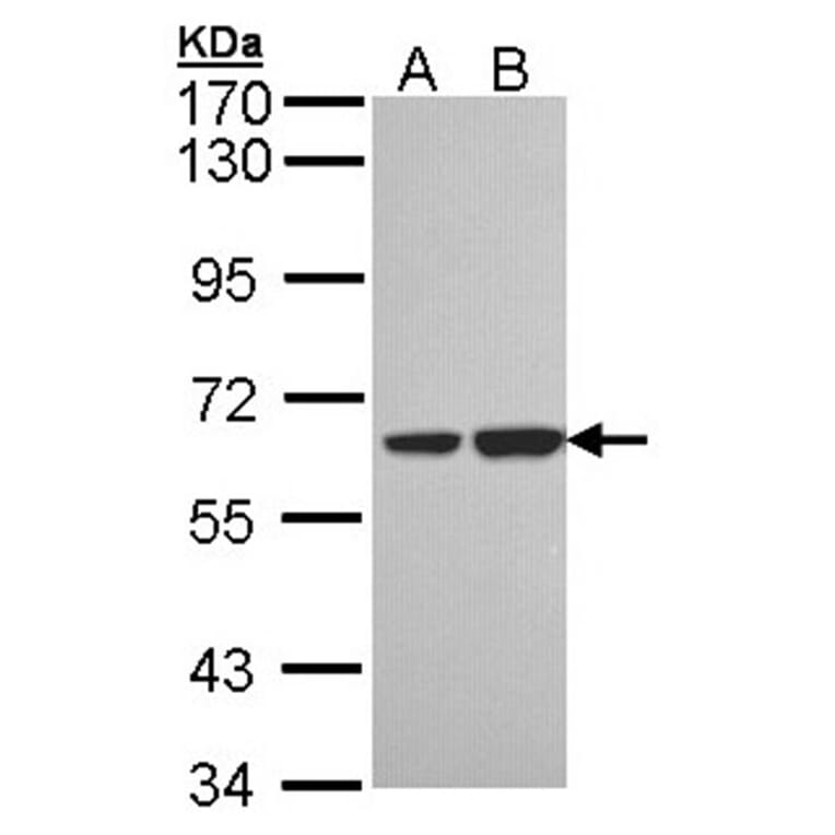 SNX18 antibody from Signalway Antibody (22720) - Antibodies.com