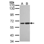 SNX18 antibody from Signalway Antibody (22720) - Antibodies.com