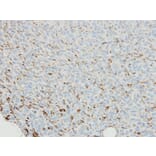 Immunohistochemistry - SNX18 antibody from Signalway Antibody (22720) - Antibodies.com