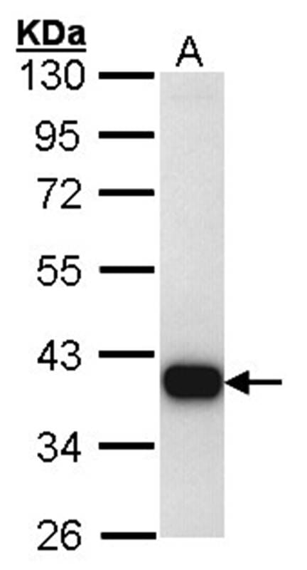 Sample (30 µg of whole cell lysate)  Hep G2 10% SDS PAGE Primary antibody diluted at 1: 1000