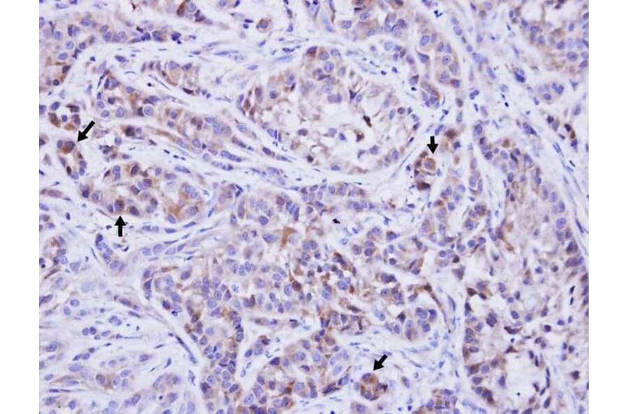 Immunohistochemistry - TTLL1 antibody from Signalway Antibody (22726) - Antibodies.com