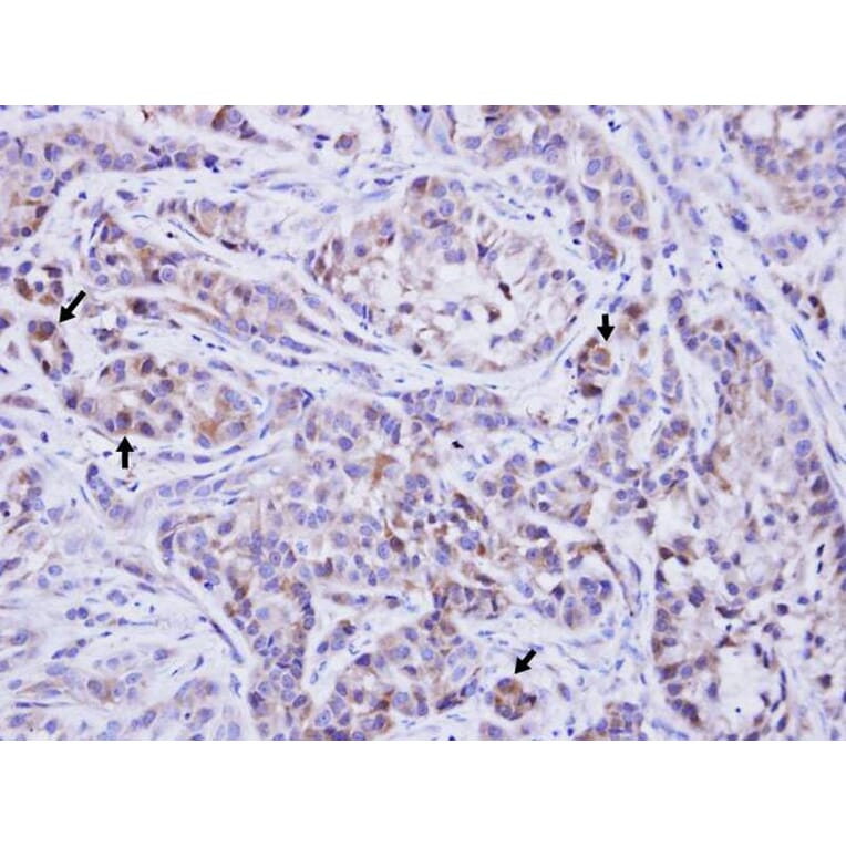 Immunohistochemistry - TTLL1 antibody from Signalway Antibody (22726) - Antibodies.com