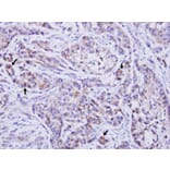 Immunohistochemistry - TTLL1 antibody from Signalway Antibody (22726) - Antibodies.com