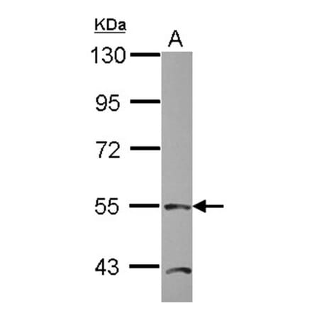 TEAD4 antibody from Signalway Antibody (22749) - Antibodies.com