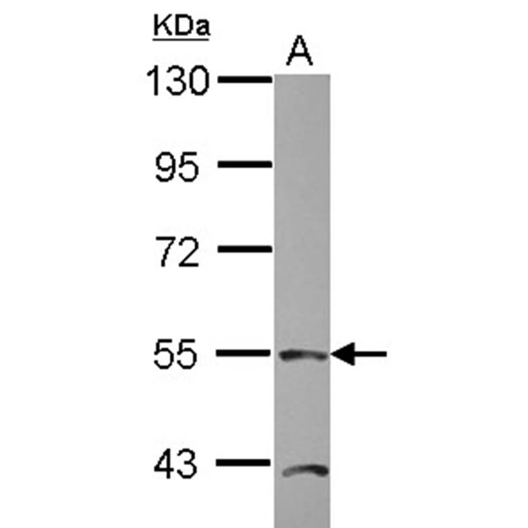 TEAD4 antibody from Signalway Antibody (22749) - Antibodies.com