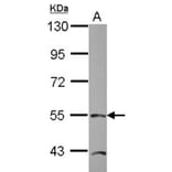 TEAD4 antibody from Signalway Antibody (22749) - Antibodies.com