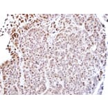 Immunohistochemistry - TEAD4 antibody from Signalway Antibody (22749) - Antibodies.com