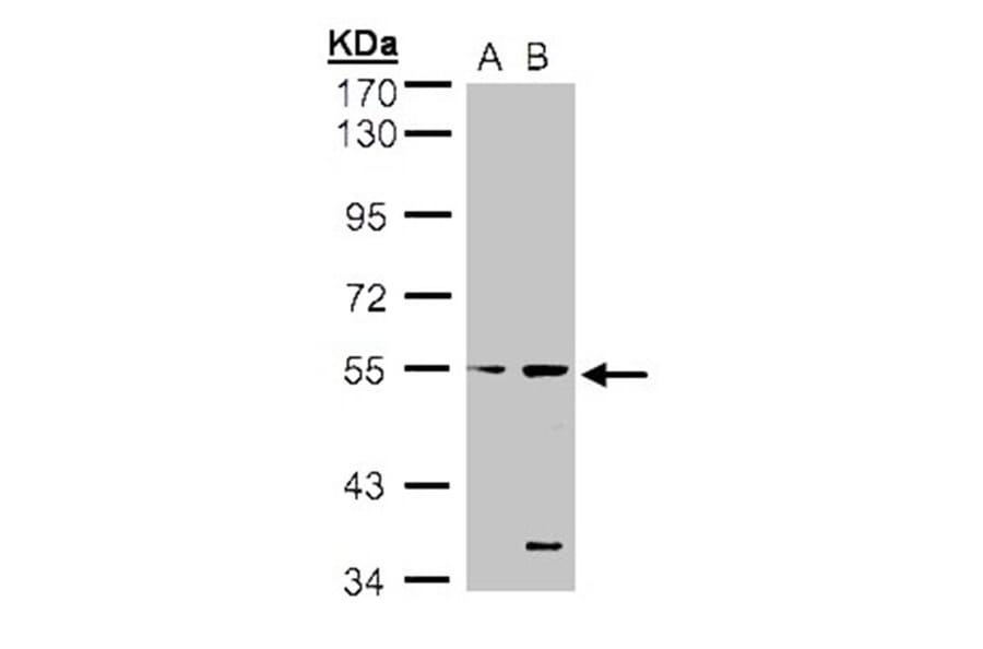 STYK1 antibody from Signalway Antibody (22780) - Antibodies.com