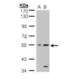 STYK1 antibody from Signalway Antibody (22780) - Antibodies.com