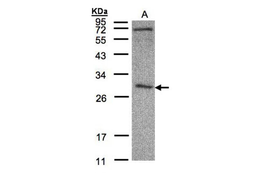 CLIC3 antibody from Signalway Antibody (22792) - Antibodies.com