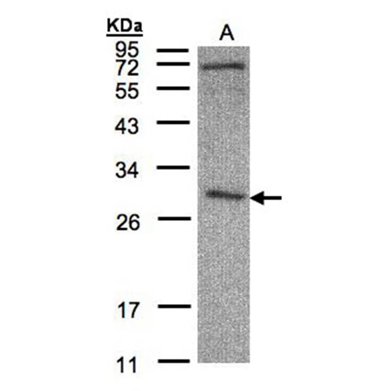 CLIC3 antibody from Signalway Antibody (22792) - Antibodies.com