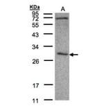 CLIC3 antibody from Signalway Antibody (22792) - Antibodies.com