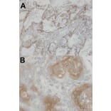 Immunohistochemistry - CLIC3 antibody from Signalway Antibody (22792) - Antibodies.com