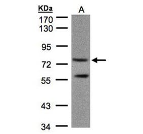 PDE4C antibody from Signalway Antibody (22806) - Antibodies.com