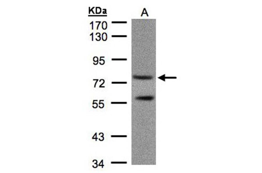 PDE4C antibody from Signalway Antibody (22806) - Antibodies.com