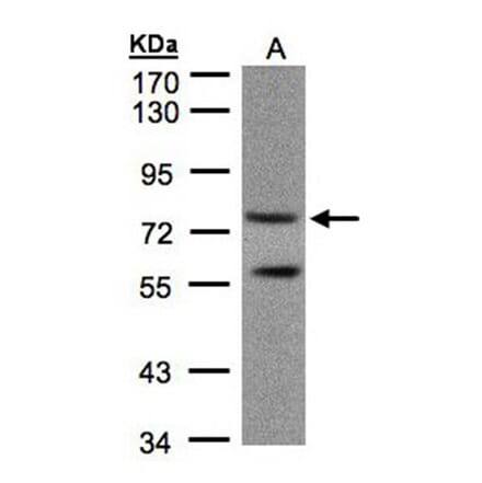 PDE4C antibody from Signalway Antibody (22806) - Antibodies.com