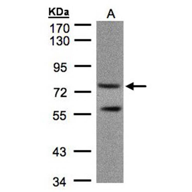 PDE4C antibody from Signalway Antibody (22806) - Antibodies.com