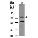 PDE4C antibody from Signalway Antibody (22806) - Antibodies.com