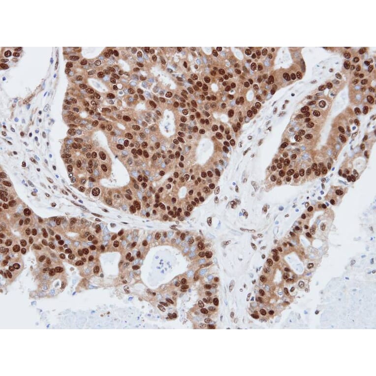 Immunohistochemistry - PDE4C antibody from Signalway Antibody (22806) - Antibodies.com