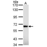 RAD18 antibody from Signalway Antibody (22872) - Antibodies.com