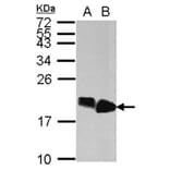 HMGA2 antibody from Signalway Antibody (22874) - Antibodies.com