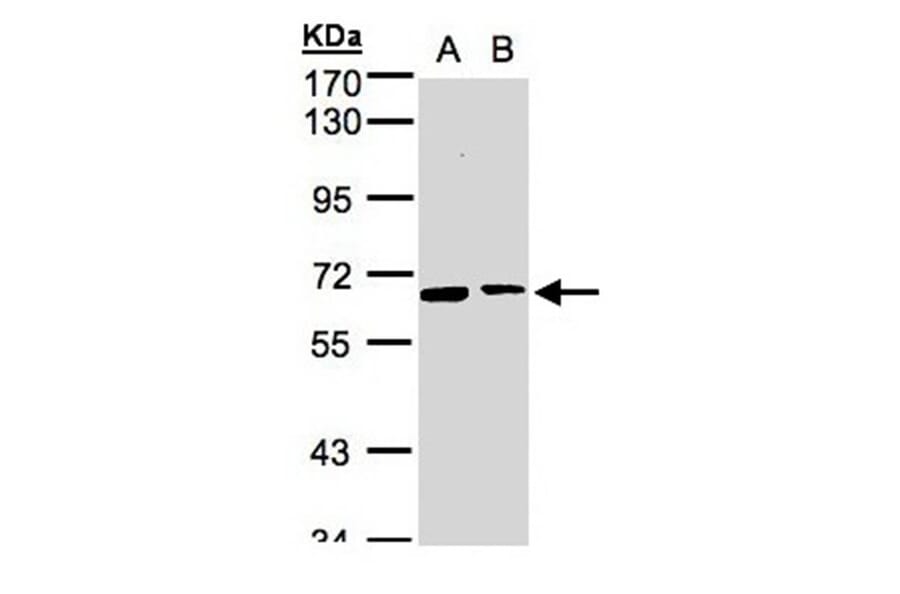 SENP2 antibody from Signalway Antibody (22882) - Antibodies.com