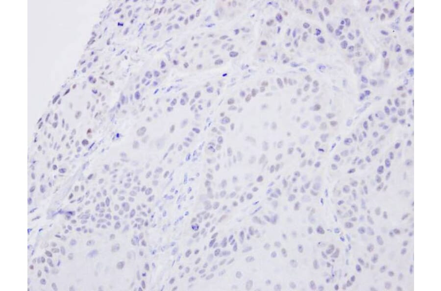 Immunohistochemistry - SENP2 antibody from Signalway Antibody (22882) - Antibodies.com