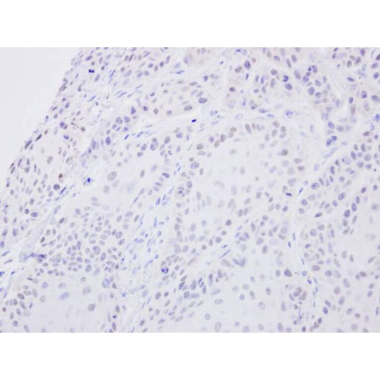 Immunohistochemistry - SENP2 antibody from Signalway Antibody (22882) - Antibodies.com