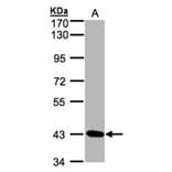 DRAK1 antibody from Signalway Antibody (22934) - Antibodies.com