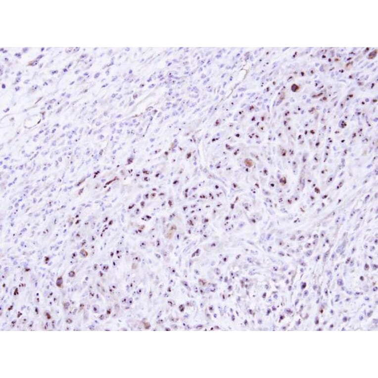 Immunohistochemistry - DRAK1 antibody from Signalway Antibody (22934) - Antibodies.com