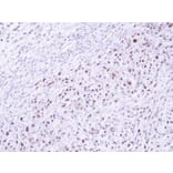 Immunohistochemistry - DRAK1 antibody from Signalway Antibody (22934) - Antibodies.com