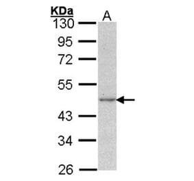 Actin antibody from Signalway Antibody (22959) - Antibodies.com