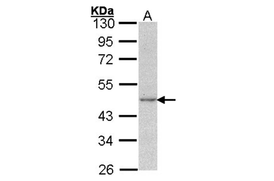 Actin antibody from Signalway Antibody (22959) - Antibodies.com