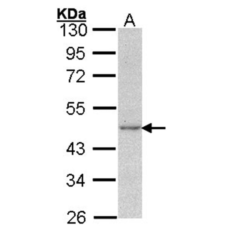 Actin antibody from Signalway Antibody (22959) - Antibodies.com